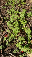 Veronica hederifolia