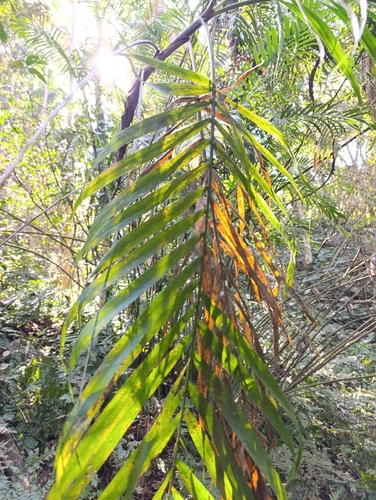 Chamaedorea pochutlensis, photograph 3