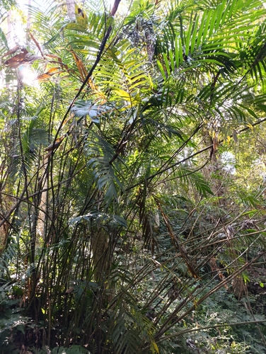 Chamaedorea pochutlensis, photograph 4