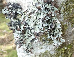 Parmelia submontana