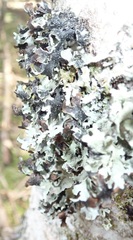 Parmelia submontana