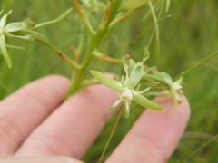 Habenaria humilior