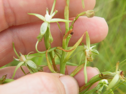 Image of Habenaria humilior by (c) Antoinette Eyssell Knox, some rights reserved (CC BY-SA)
