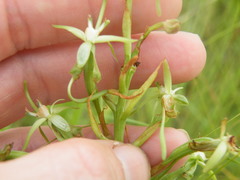 Habenaria humilior