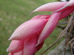 Tillandsia recurvifolia
