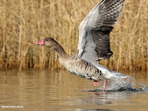 Greylag Goose (Anser anser) · iNaturalist