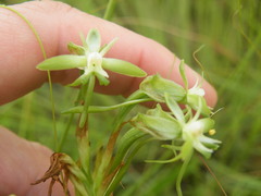Habenaria humilior