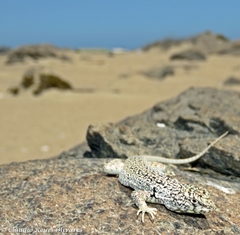 Liolaemus nigromaculatus