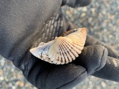 Acanthocardia echinata