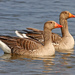 Greylag Goose - Photo (c) Frans Vandewalle, some rights reserved (CC BY-NC)