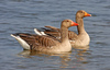 Greylag Goose - Photo (c) Frans Vandewalle, some rights reserved (CC BY-NC)