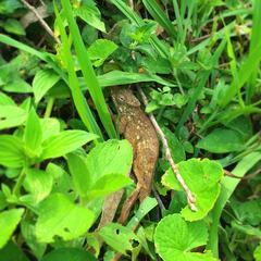 Kinyongia multituberculata