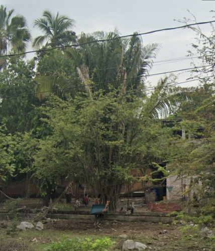 Attalea guacuyule (Attalea guacuyule)