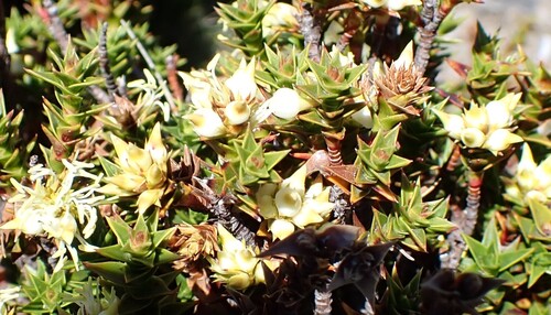 Rigid candleheath (Richea sprengelioides)