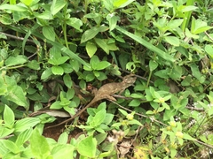 Kinyongia multituberculata