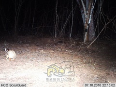 Sylvilagus cunicularius insolitus