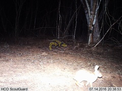 Sylvilagus cunicularius insolitus