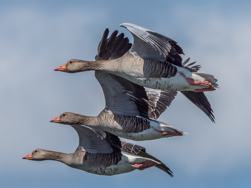 Barnyard Goose Wing Feathers Qty: 8 Size: 7-7.5 (Anser anser