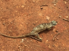 Kinyongia multituberculata