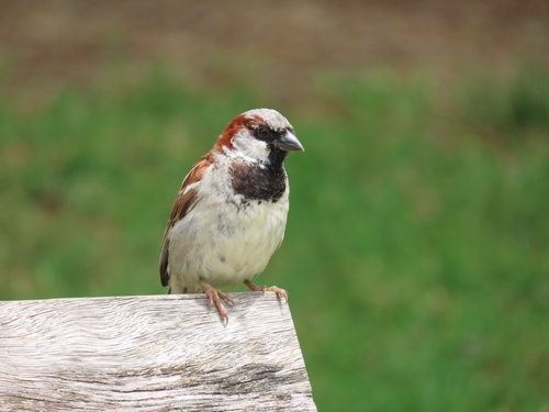 Passer domesticus observed 2026-02-05