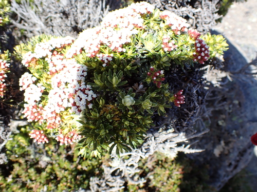 Kerosene Weed (Ozothamnus ledifolius)