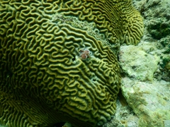 Pseudodiploria strigosa