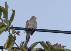 Columbina talpacoti