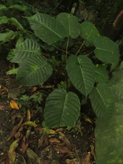 Hura crepitans