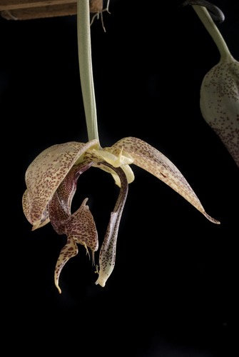 Rodigas' Embreea