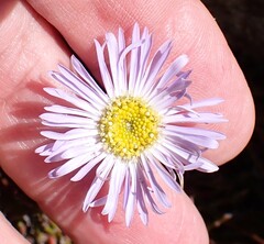 author not stated, no rights reserved Brachyscome spathulata, photograph author not stated, no rights reserved