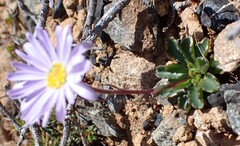 author not stated, no rights reserved Brachyscome spathulata, photograph author not stated, no rights reserved