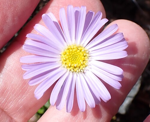 Brachyscome spathulata, photograph 4