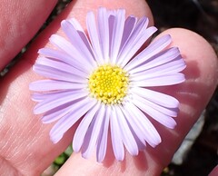 author not stated, no rights reserved Brachyscome spathulata, photograph author not stated, no rights reserved