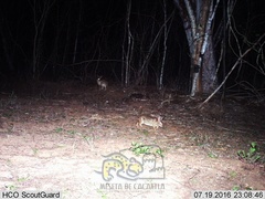 Sylvilagus cunicularius insolitus