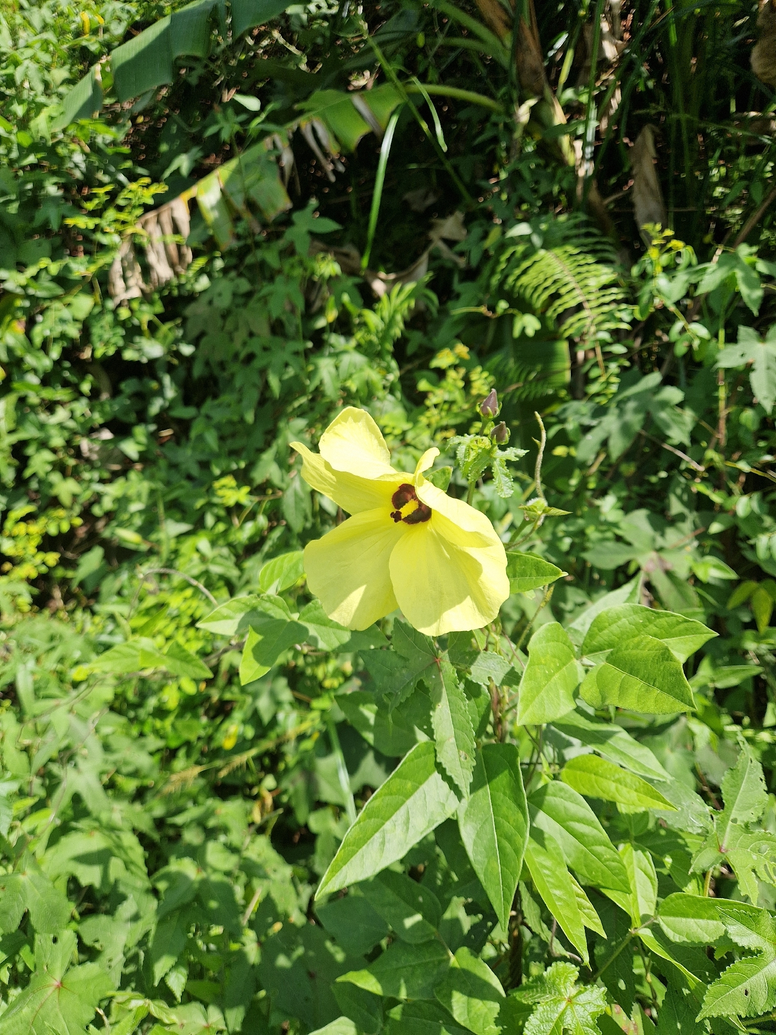 Cây bông vàng (Abelmoschus moschatus)