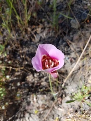 Calochortus vestae
