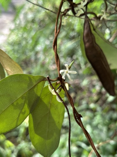 Secamone villosa observed 2025-09-27