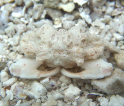 Oreophorus