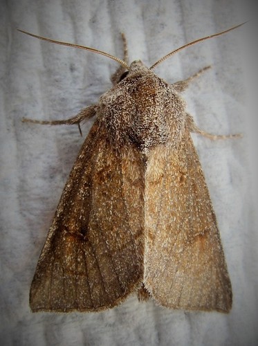 Blazing Star Borer Moth photo 5