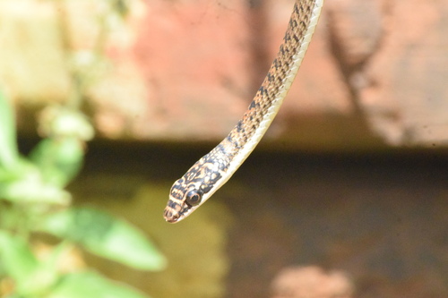 Chrysopelea paradisi