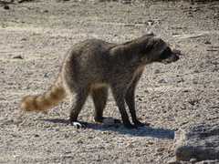 Procyon pygmaeus