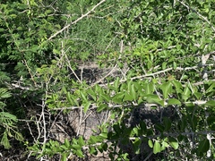 Plectroniella armata