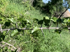 Plectroniella armata