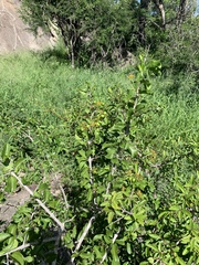 Plectroniella armata