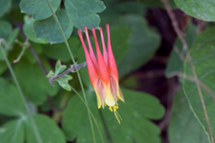 Aquilegia elegantula