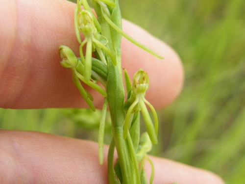 Image of Habenaria filicornis by (c) Antoinette Eyssell Knox, some rights reserved (CC BY-SA)