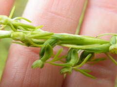 Habenaria filicornis