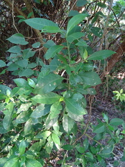 Gardenia jasminoides
