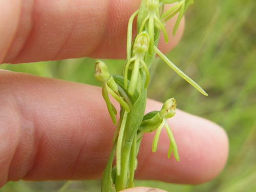 Image of Habenaria filicornis by (c) Antoinette Eyssell Knox, some rights reserved (CC BY-SA)