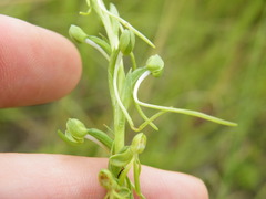 Habenaria filicornis